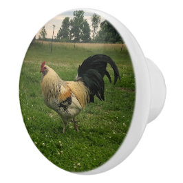 Haantje Kip Op de Boerderij Foto Keramische Knop