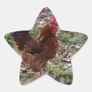 haantje ster sticker