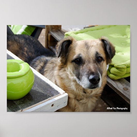 Haar trouwe focus poster (Voorkant)