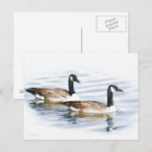 Haar van ganzen briefkaart (Voorkant / Achterkant)