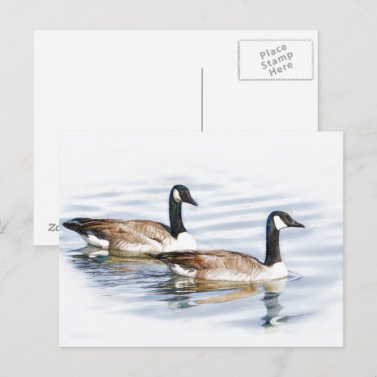 Haar van ganzen briefkaart (Voorkant / Achterkant)