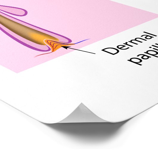 Haargroeicyclus met het opschrift versiediagram. poster (Hoek)