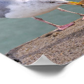 Haargull met een papier in zijn bek poster (Hoek)