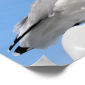 Haargull op een blauwe kajuit poster (Hoek)