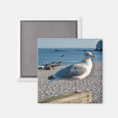 Haargull op een houten omheining magneet (Voorkant / Achterkant)