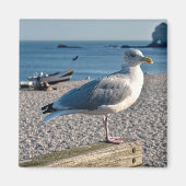 Haargull op een houten omheining magneet (Voorkant)