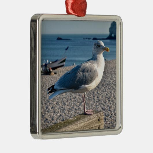 Haargull op een houten omheining metalen ornament (Rechts)