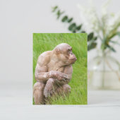 Haarloze chimpansee briefkaart (Staand voorkant)