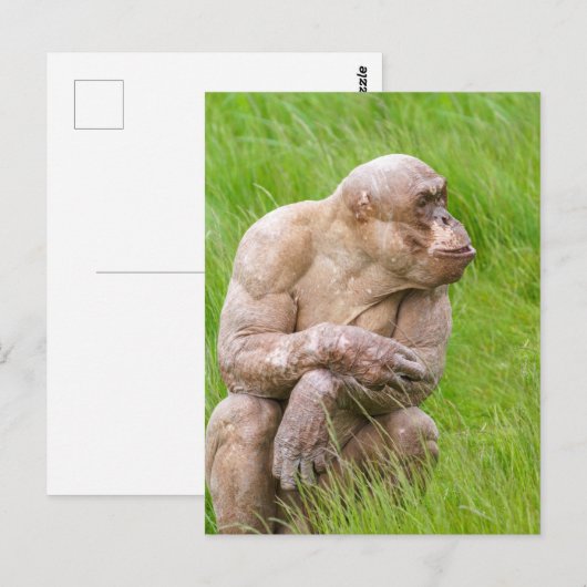 Haarloze chimpansee briefkaart (Voorkant / Achterkant)