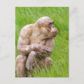 Haarloze chimpansee briefkaart (Voorkant)