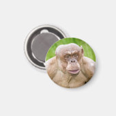 Haarloze chimpansee magneet (Voorkant / Achterkant)