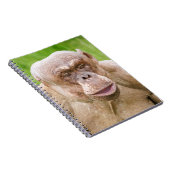 Haarloze chimpansee notitieboek (Rechterzijde)