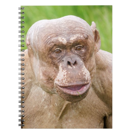 Haarloze chimpansee notitieboek (Voorkant)