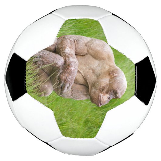 Haarloze chimpansee voetbal (Gedraaid)