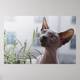 Haarloze Sphynx Kat Poster