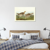 Haarstaartbruin - Amerikaanse vogels Canvas Afdruk (Insitu (Slaapkamer))