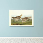 Haarstaartbruin - Amerikaanse vogels Canvas Afdruk (Insitu (Houten vloer))