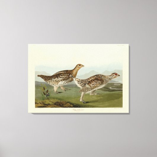 Haarstaartbruin - Amerikaanse vogels Canvas Afdruk (Voorkant)
