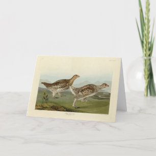 Haarstaartbruin - Amerikaanse vogels Kaart