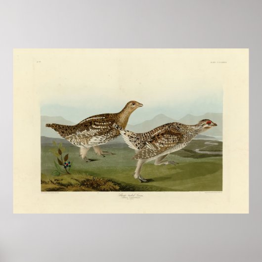 Haarstaartbruin - Amerikaanse vogels Poster (Voorkant)