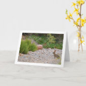 Haas in Canyon Kaart (Gele Bloem)