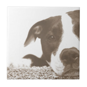 haat de daad niet het ras vriendelijke pitbull sep tegeltje