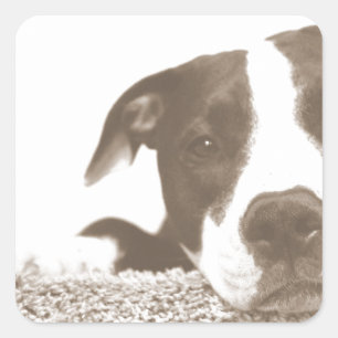 haat de daad niet het ras vriendelijke pitbull sep vierkante sticker