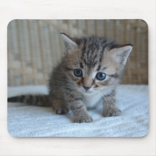 Habu's Mousepad Muismat (Voorkant)