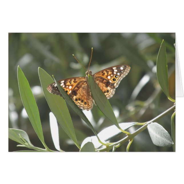 Hackberry Emperor Butterfly (Voorkant Horizontaal)