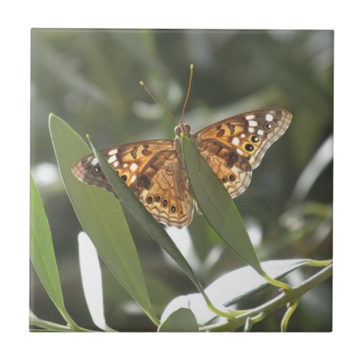 Hackberry Emperor Butterfly Tegeltje (Voorkant)