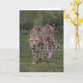 Hackles Up Cheetah Kaart (Gele Bloem)