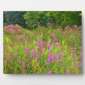 Haddam Meadows Wildflower Plaque Fotoplaat (Voorkant)