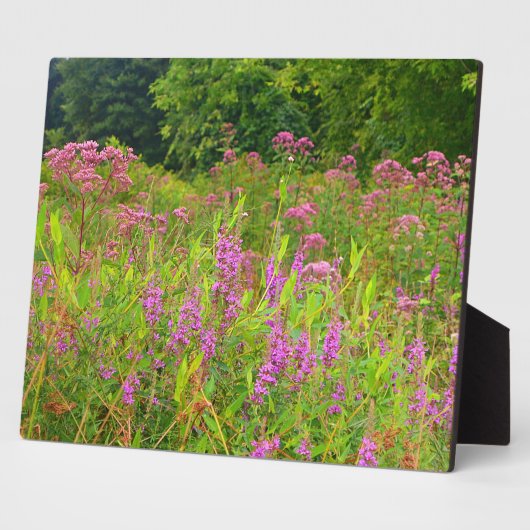 Haddam Meadows Wildflower Plaque Fotoplaat (Zijkant)