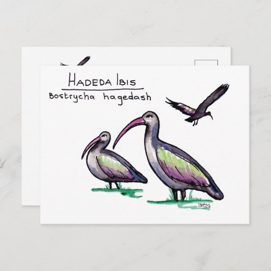 Hadeda Ibis Briefkaart (Voorkant / Achterkant)