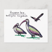 Hadeda Ibis Briefkaart (Voorkant)