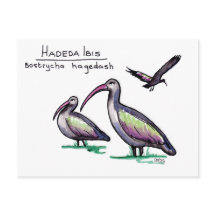Hadeda Ibis Briefkaart