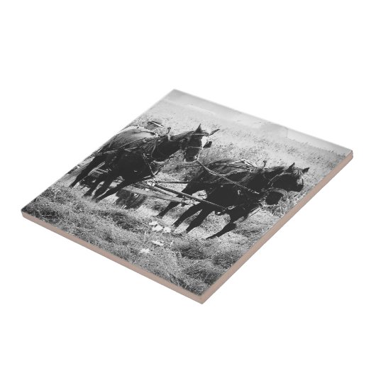 Haden in zwart-wit tegeltje (Zijkant)