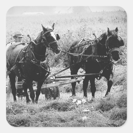 Haden in zwart-wit vierkante sticker (Voorkant)