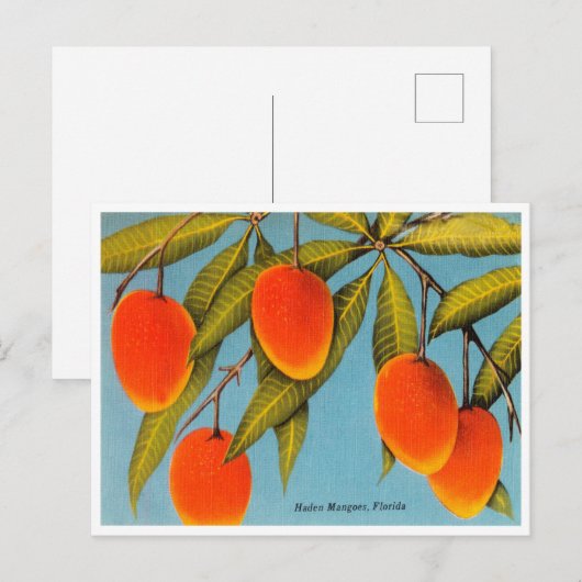  Haden Mango, Florida Travel Briefkaart (Voorkant / Achterkant)