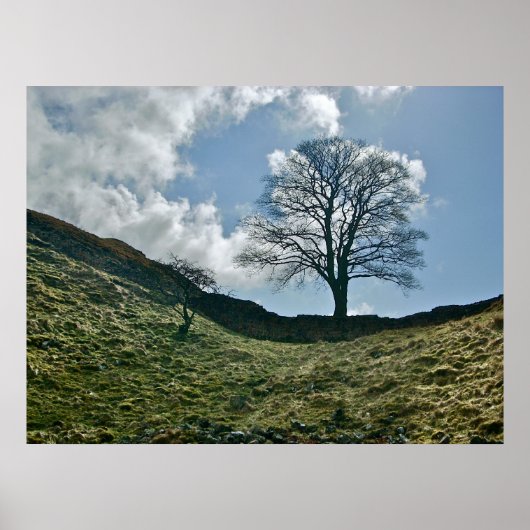 Hadrians greep in de muur, Sycamore Tree Poster (Voorkant)