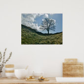 Hadrians greep in de muur, Sycamore Tree Poster (Keuken)
