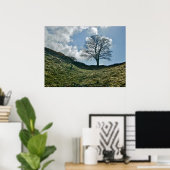 Hadrians greep in de muur, Sycamore Tree Poster (Thuiskantoor)