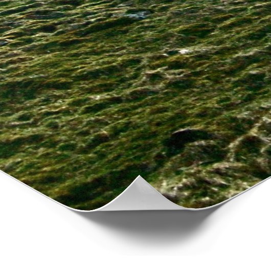 Hadrians greep in de muur, Sycamore Tree Poster (Hoek)