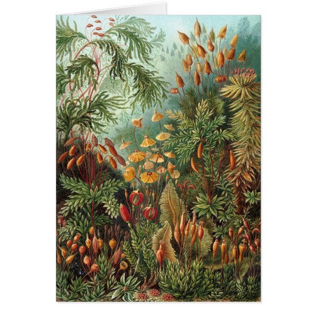 Haeckel (Voorkant)