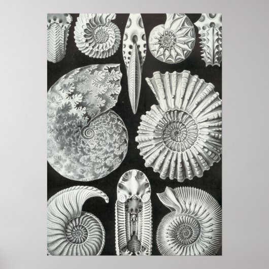 Haeckel Ammonitida Poster (Voorkant)