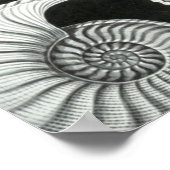 Haeckel Ammonitida Poster (Hoek)