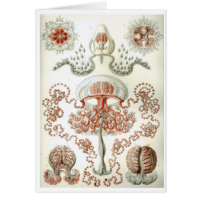 Haeckel_Anthomedusae (Voorkant)