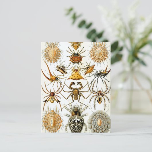 Haeckel Arachnida Briefkaart (Staand voorkant)