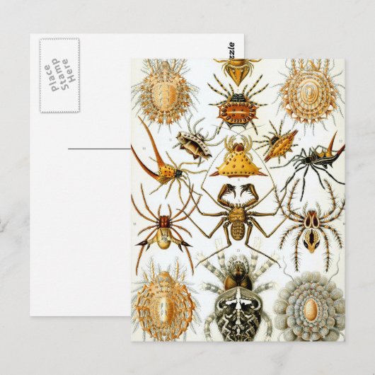 Haeckel Arachnida Briefkaart (Voorkant / Achterkant)