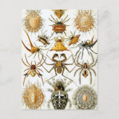 Haeckel Arachnida Briefkaart (Voorkant)